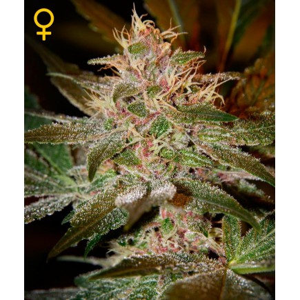 Pure Kush